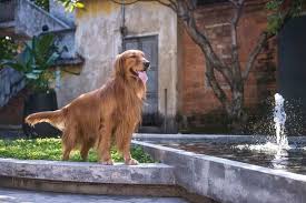 The selection of 15 versions backyard landscaping ideas for dogs is below. 10 Amazing Backyard Design Ideas For Dogs The Dogington Post