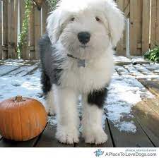 Old English Sheepdog English Sheepdog Puppy Old English Sheepdog Puppy Sheep Dog Puppy