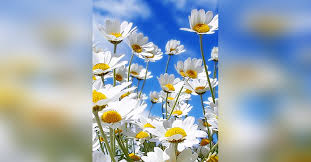 Obituary information for Sandra Lee Seibel