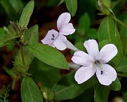 Image result for Barleria cristata