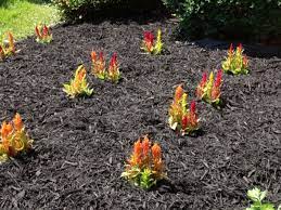 Maybe you would like to learn more about one of these? Beginner S Gardening Guide How To Plant And Mulch Flowers Dengarden