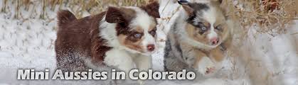 We started raising and breeding corgi's 12 years ago and then added the mini aussie breed to our program in 2012. Available Puppies Mini Aussies In Colorado