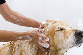 Turn the bottle nozzle to stream, and spray the dog's coat, rubbing in as you go. Make Your Own Homemade Dog Shampoo Petguide Com