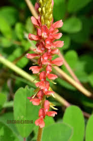 Image result for Indigofera astragalina