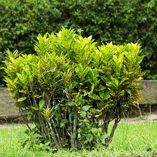 Image result for Aucuba