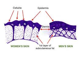 Image result for cellulite men