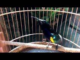 Maybe you would like to learn more about one of these? Si Mungil Metalik Nyerecet Mewah Kolibri King Konin Youtube