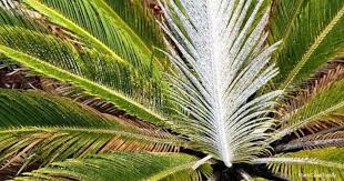 As the leaves die, they turn brown and take on a frizzled appearance. 5 Ways To Get Rid Of Sago Palm Scale Plantcaretoday Com