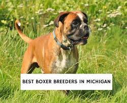 5 Best Boxer Breeders In Michigan 2022 We Love Doodles