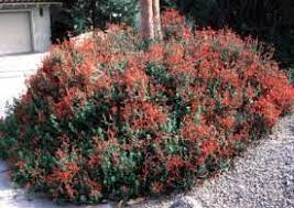 Best flowers for hummingbirds in arizona. Plants That Attract Hummingbirds Audubon Arizona