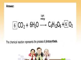 Tek B 9b Concept Compare The Energy Flow In Photosynthesis To Cellular Respiration Ppt Download