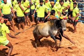 Jallikattu does not fail to do justice to the hype it created, for it was such a satisfying cinematic with u/a certificate, the film released on the 4th of october, and prior to that, jallikattu was featured in. Cattle Festivals In Andhra Pradesh S Kuppam Turn Into Jallikattu Events The New Indian Express