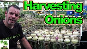 Carefully pull or dig onions up from the ground with the tops intact. Harvest And Dry Homegrown Onions When And How Youtube