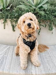 This is however, happening more and more frequently as the popularity of goldendoodles increases. Mini English Goldendoodle Puppies Idaho California Washington