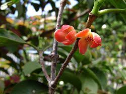 Image result for Garcinia huillensis