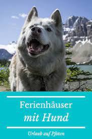 urlaub mit hund in den bergen urlaub mit hund ferienhaus hund urlaub