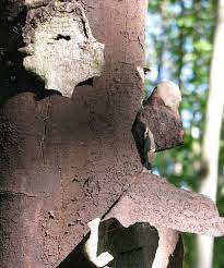 Diseases and pests of fyuifs and vegetables. Sooty Bark Disease The First Discovery In Bavaria Waldwissen Net