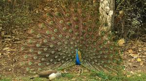 Peacock information for kids that's interesting and fascinating. India Judge Mocked For Saying Peacocks Don T Have Sex Bbc News