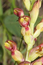 Image result for Disa brevicornis