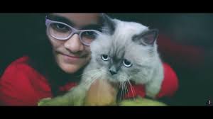 Each type of persian cat can be subdivided into various subtypes according to their. Cats For Sale Buy A Kitten Online Delhi Bangalore Mumbai Pune