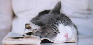 En Tembel 10 Kedi Turu