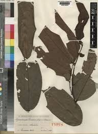 Image result for Polyceratocarpus gossweileri