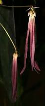 Image result for Bulbophyllum comatum