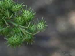 Image result for Triumfetta tenuipedunculata