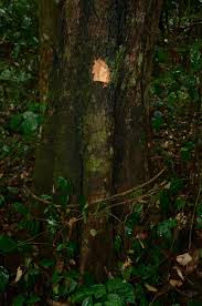 Image result for Xylopia tenuipetala