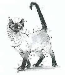 Dearcat S Anatomie