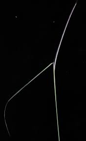Image result for Enteropogon monostachyos