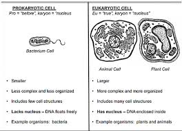 Nov 06, 2020 · the difference between a eukaryotic cell and a prokaryotic cell is simple: Prokaryotic Cells And Eukaryotic Cells Venn Diagram Fakomo