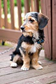 Image Of A Cute Mixed Breed Puppy Laying On The Deck The Dog Is Half Beagle And Half Yorkshire Terrier Shallow Depth Yorkshire Terrier Pitbull Terrier Terrier