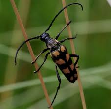 They will move on as soon as possible, so if holes begin appearing in your clothes but you don't see moths flying in your closet, the problem is most likely carpet bugs. Pest Identification The Easy Way To Identify All Common Uk Pests