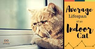 Average Lifespan Of An Indoor Cat Indoor Cat Cats Cat Life