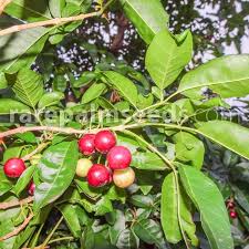 Image result for Vitex fischeri