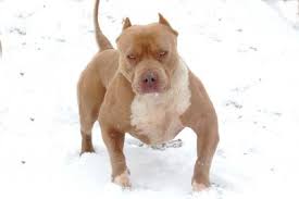 Reserve your puppy today with a deposit of just $500.00 which will be applied directly to the total cost of your purchased dog/puppy. Xxl Pitbull Blue Xxl Pitbulls Forsale Xl American Bully Largest Pitbull