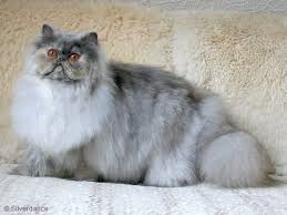 Blue Cream Smoke Persian Cute Cat Persian Cat Animals