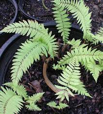 Image result for Christella dentata