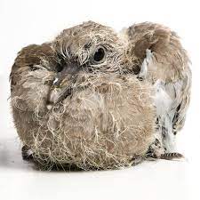 The Baby Bird Project Rescued Chicks Photographed By Gavin Parsons Baby Bird Bird Chicks