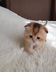 Cute Tiny Kitten Baby Cats Baby Animals Pictures Cute Baby Cats