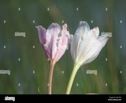 Image result for Crinum paludosum