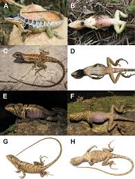 Image result for Stenocercus simonsii