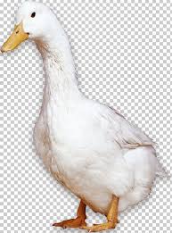 *free* shipping on qualifying offers. American Pekin Peking Duck Bird Domestic Goose Png Clipart Animal Animals Background White Beak Black White