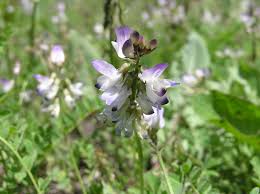 Image result for Astragalus