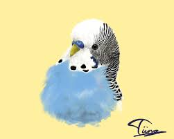 Budgie Painting Parakeet Art Pet Birds Animal Drawings