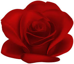 Red Flower Rose Transparent Image Red Flowers Rose Roses Drawing