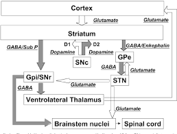 Maybe you would like to learn more about one of these? The Pathophysiology Of Motor Symptoms In Parkinson S Disease Semantic Scholar