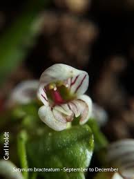 Image result for Satyrium macrophyllum