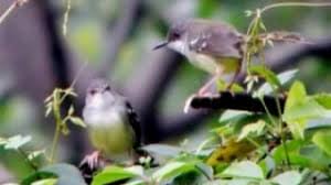 Bukan pertanda betina atau jantan om. Cara Budidaya Burung Ciblek Gunung Perawatan Hingga Masa Kawin Ilmubudidaya Com